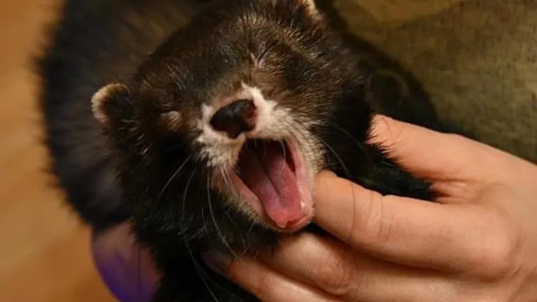 Фото предоставлено участником конкурса «Дай лапку»! / МосОблЕИРЦ