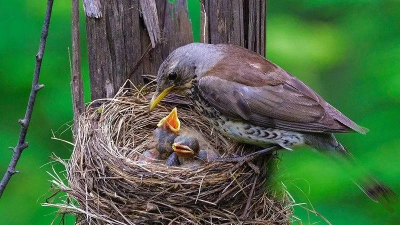 Погодные аномалии могут повлиять на поведение птиц, проживающих в Подмосковье