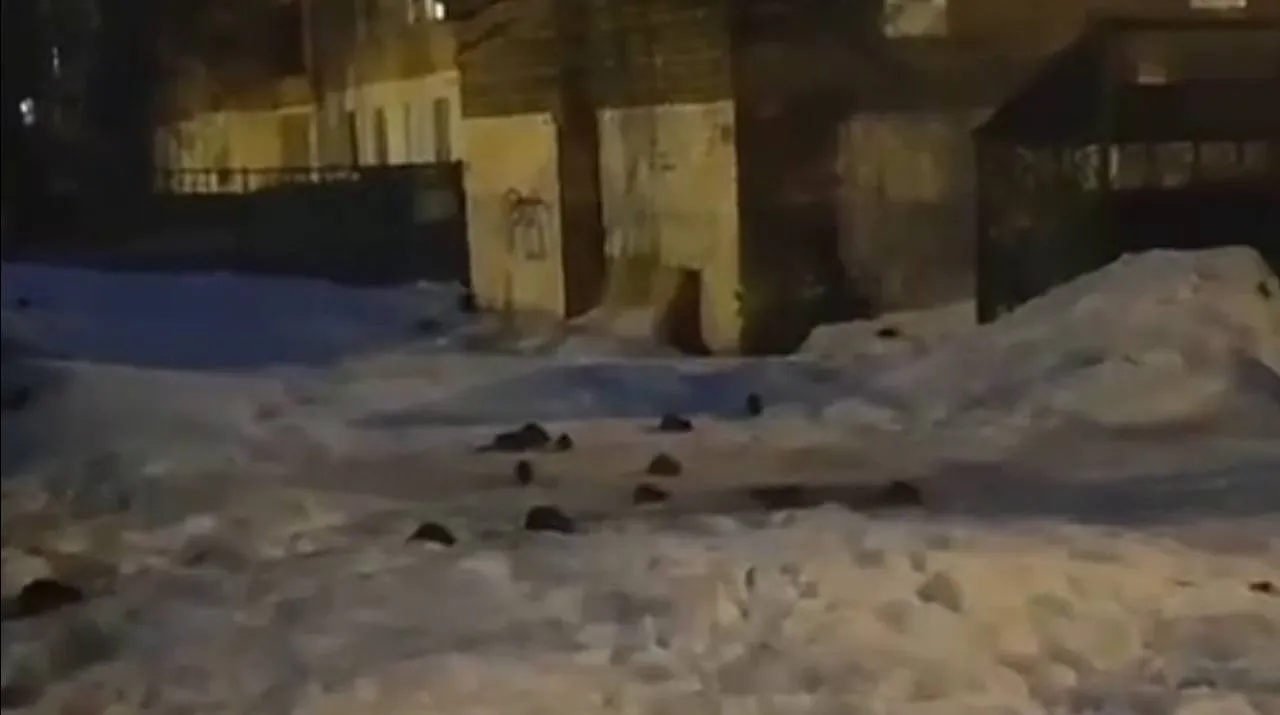 Фото: t.me/podmoskvi4