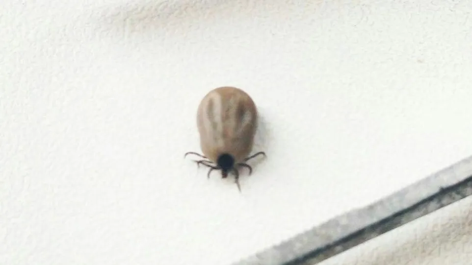 Фото: Ульянов А.И.