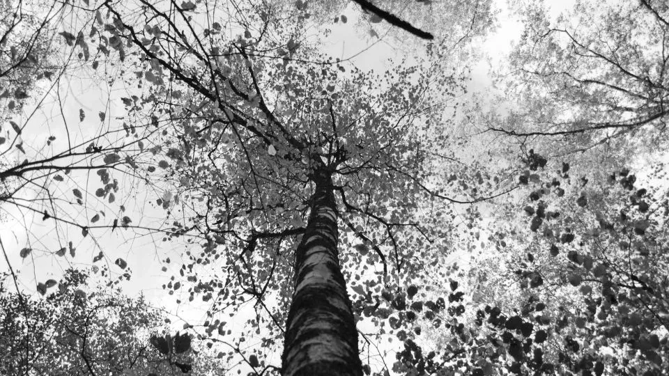 Фото: Медиаархив Подмосковья