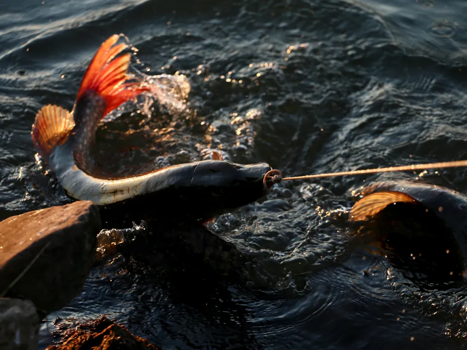 Фото: ТАСС/Максим Киселев