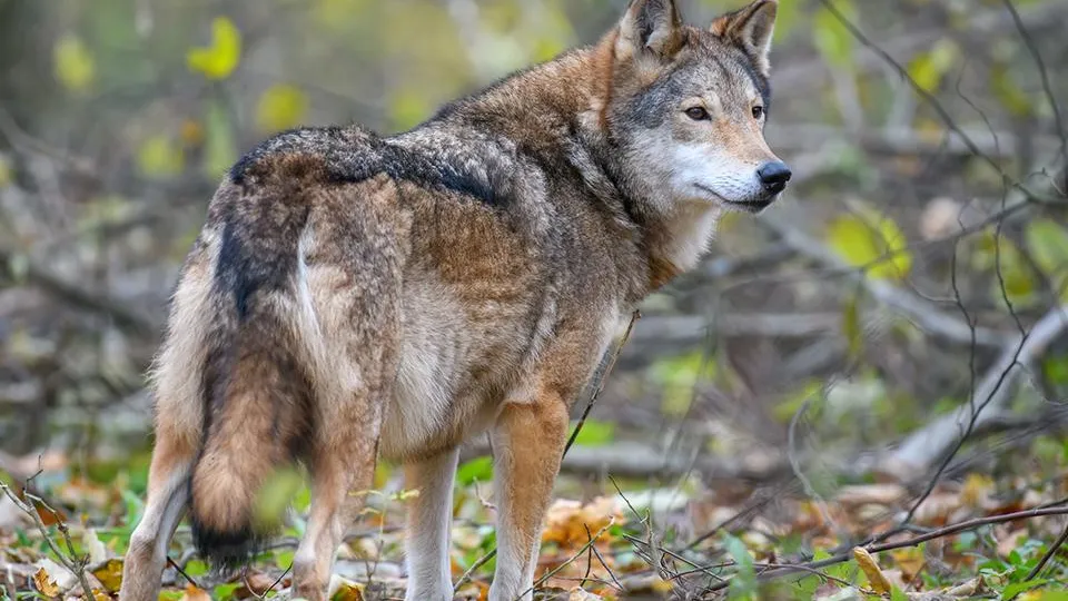 Фото: istockphoto.com/Byrdyak