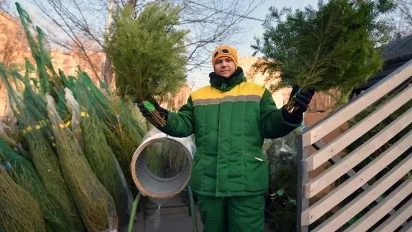 Пятьдесят семь тысяч елок купили жители Подмосковья
