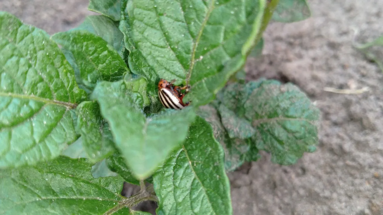 Фото: REGIONS/Василий Тремасов