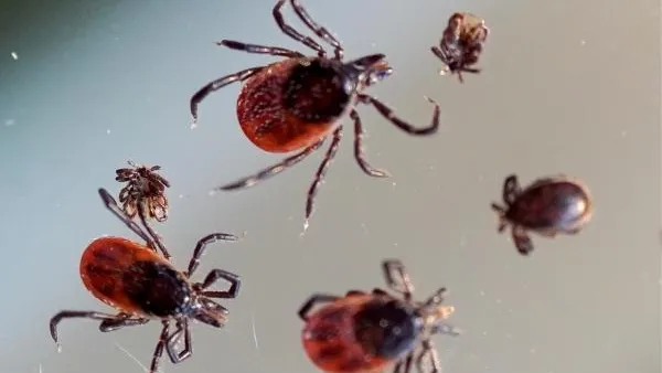 Специалист рассказала, как защититься от «зимних» клещей