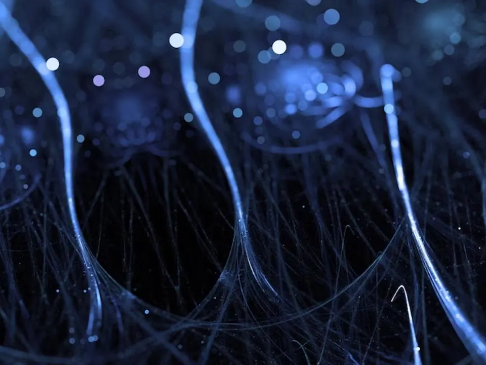 «Система пластична и адаптивна»: выяснилось, восстанавливаются ли нервные клетки