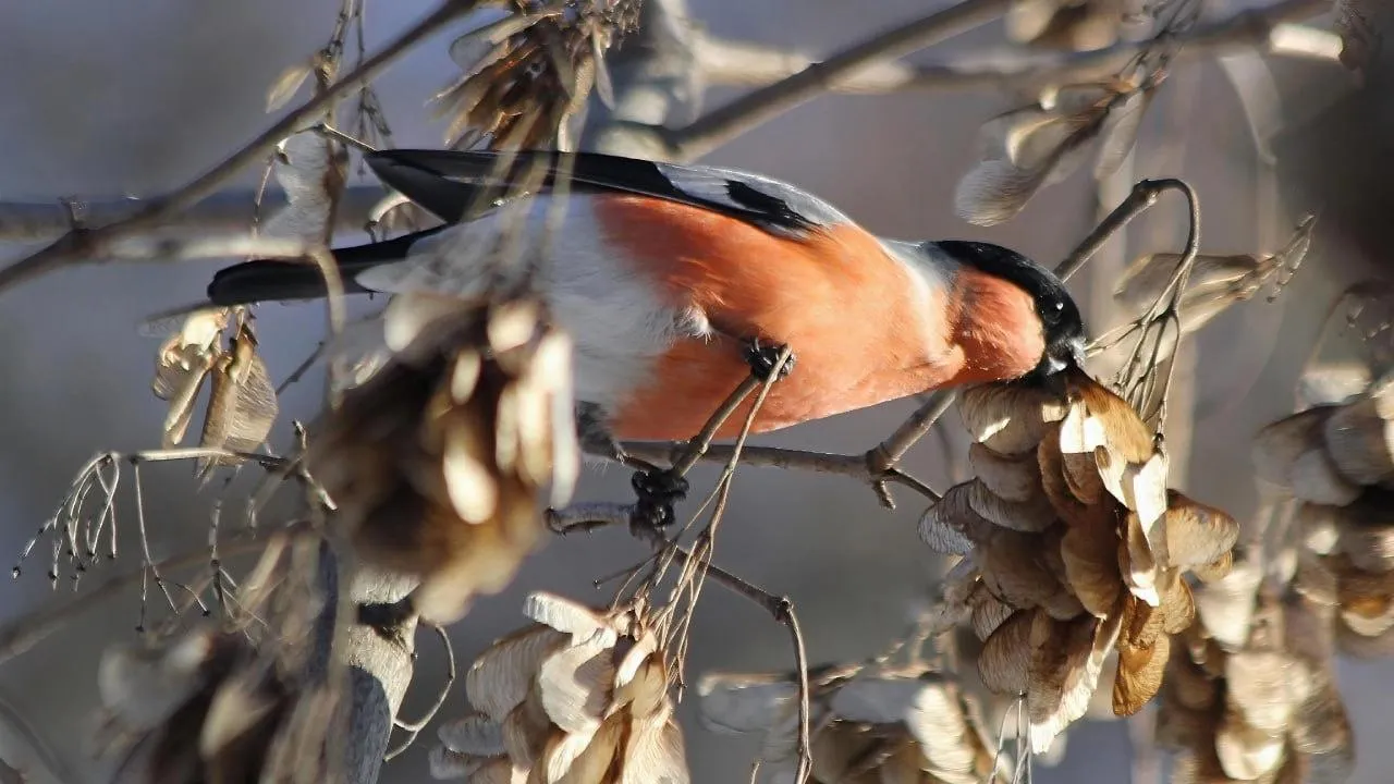 личный архив Константина Кошелева