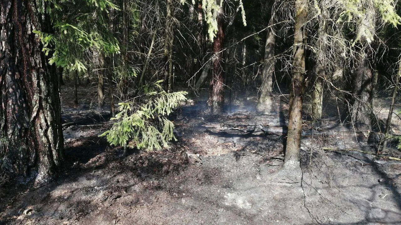 Фото: Комитет лесного хозяйства Московской области