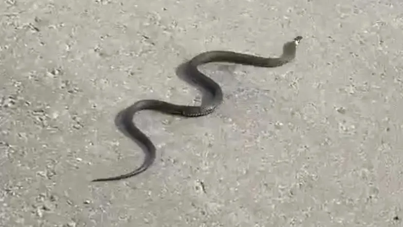 Фотография очевидца