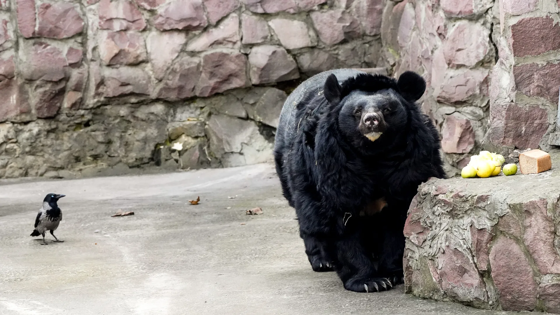 медиасток.рф