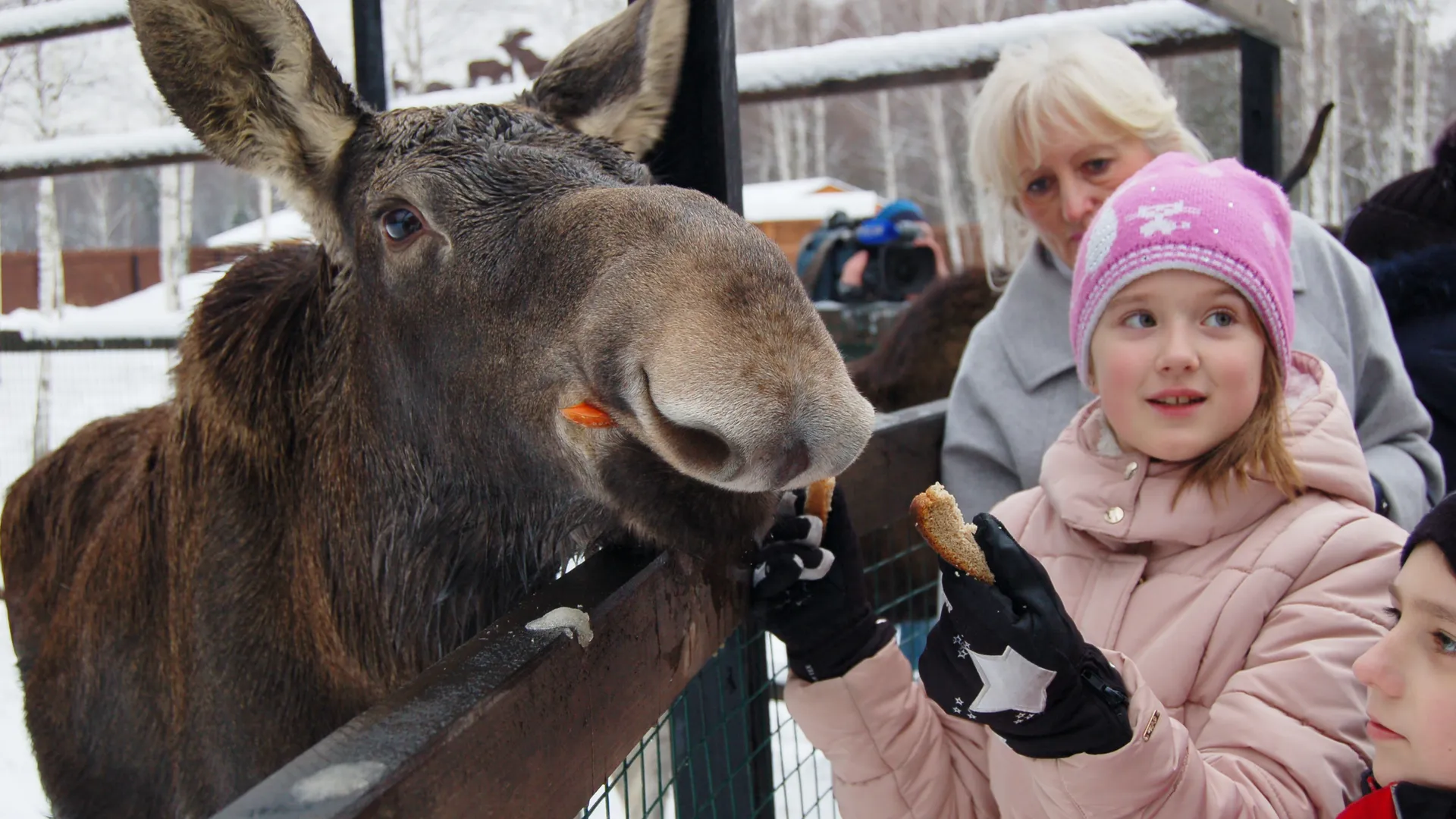 Десятилетняя лосиха Луша стала символом дня волонтера в нацпарке «Лосиный остров»