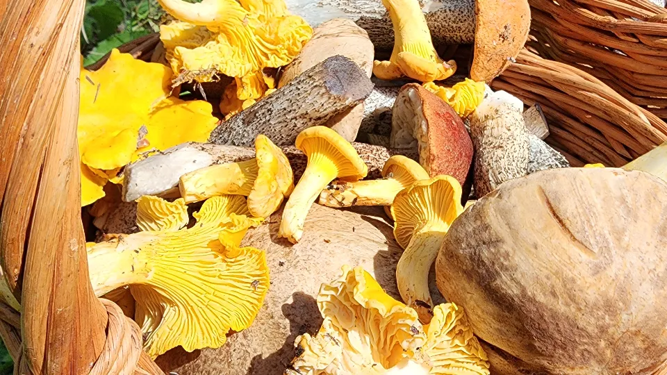 Фото: МедиаБанк Подмосковья/Анастасия Хренкова