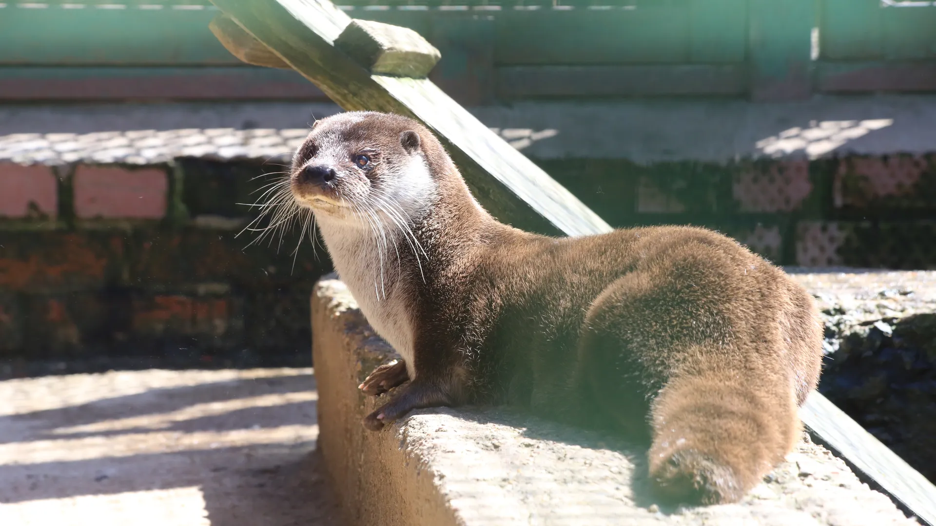 Зоопитомник в Волоколамском районе