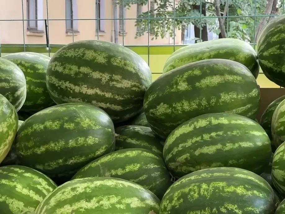 Фото: МедиаБанк Подмосковья/Ксения Казакова