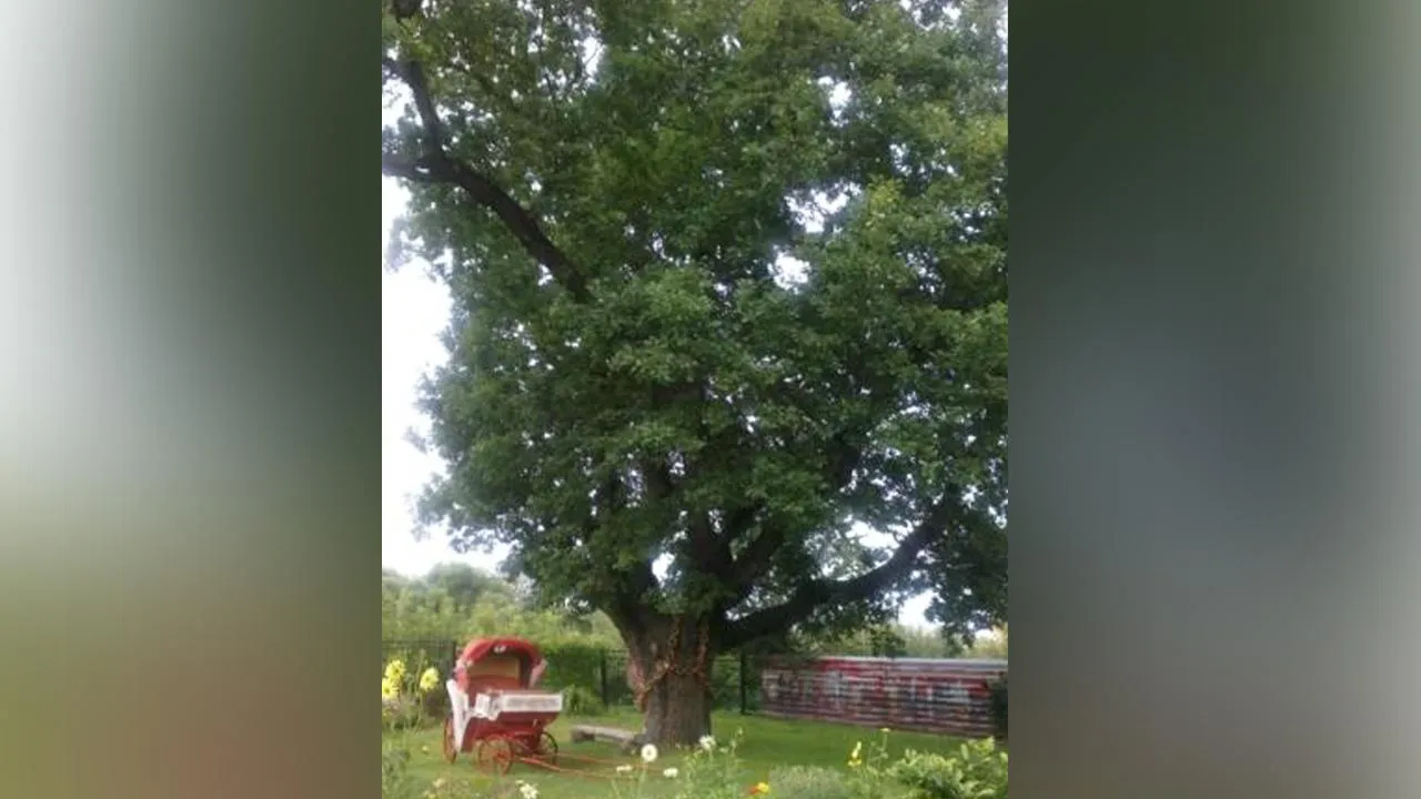 Дуб в Кривякино - источник treeportal.ru