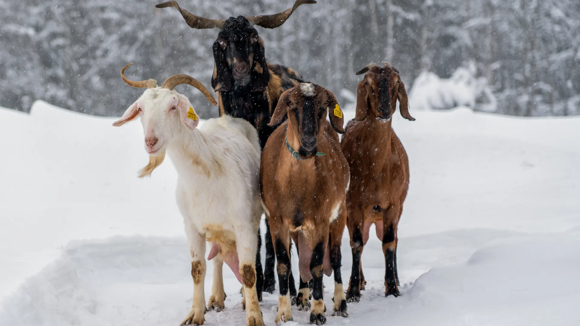 медиасток.рф