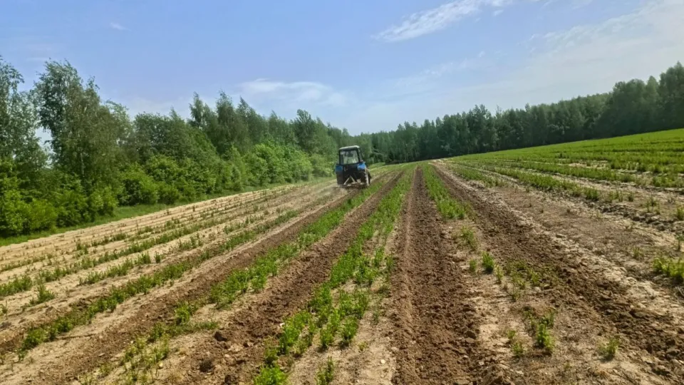 Фото: Комитет лесного хозяйства Московской области