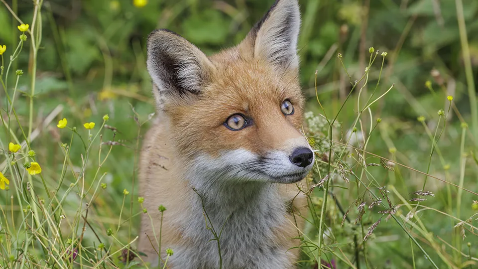 Фото: сommons.wikimedia/Charles J. Sharp