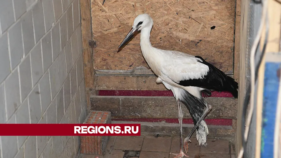 Фото: Владимир Останин