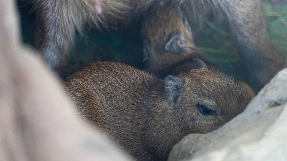 Фото: t.me/Moscowzoo_official