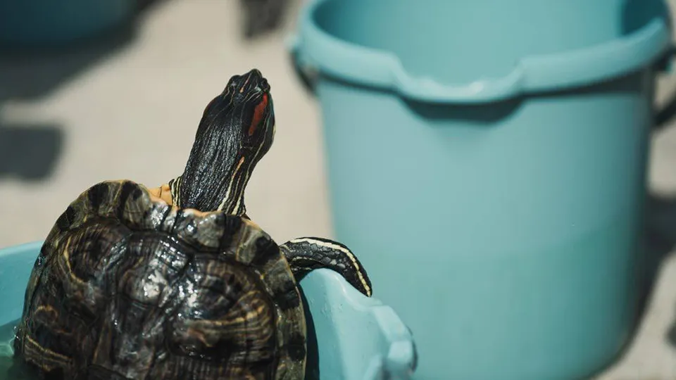 Фото: администрация Лосино-Петровского г.о.