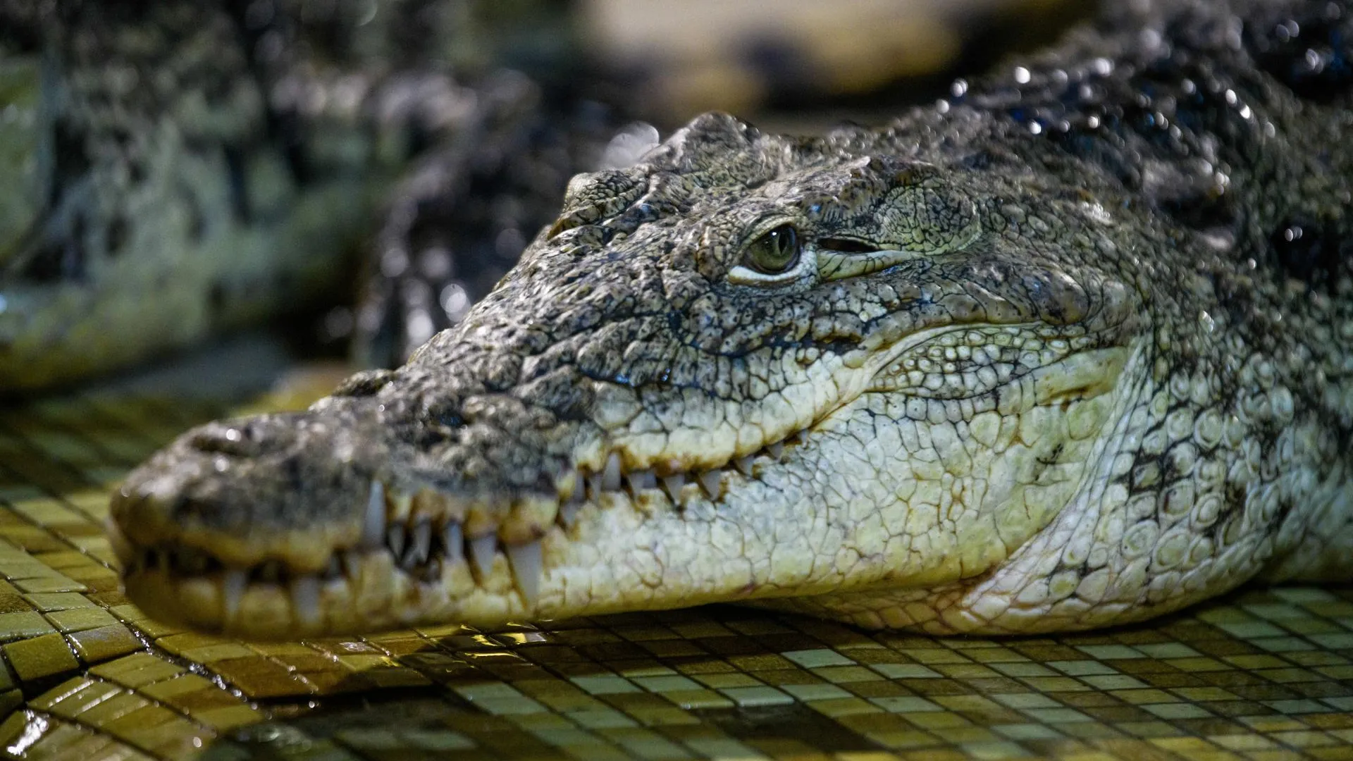 Ilya Moskovets/URA.RU