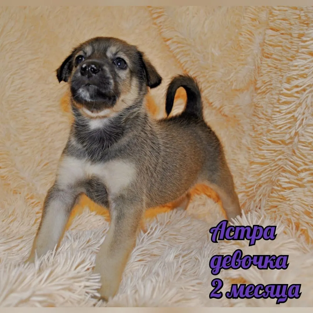 Фото: • ЖИВАЯ ПЛАНЕТА • Помощь животным / ВКонтакте