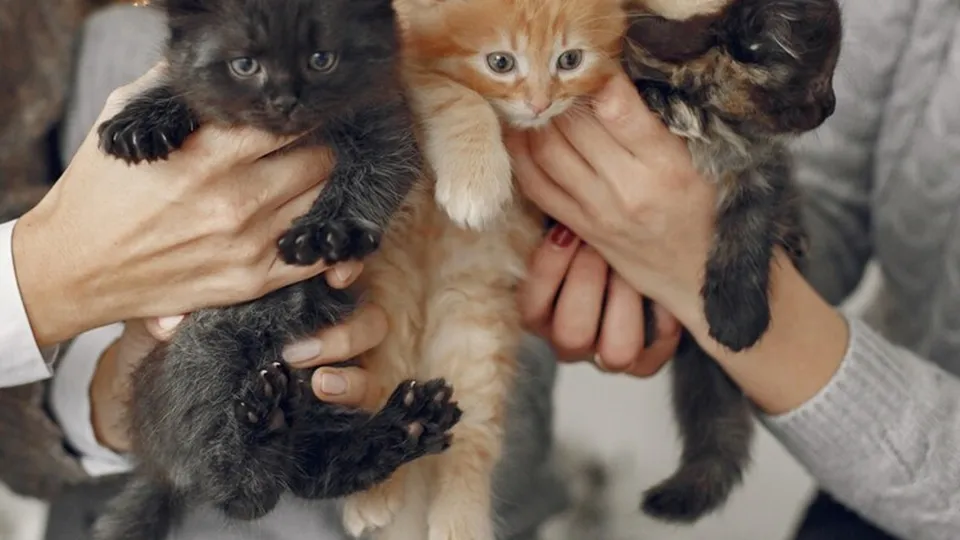 Фото: freepik.com