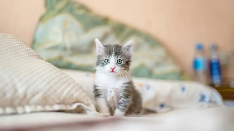 Фото: unsplash.com