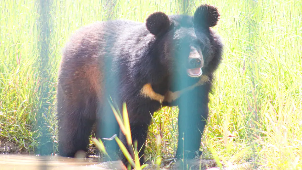 Фото: МедиаБанк Подмосковья/Данила Кирьянов