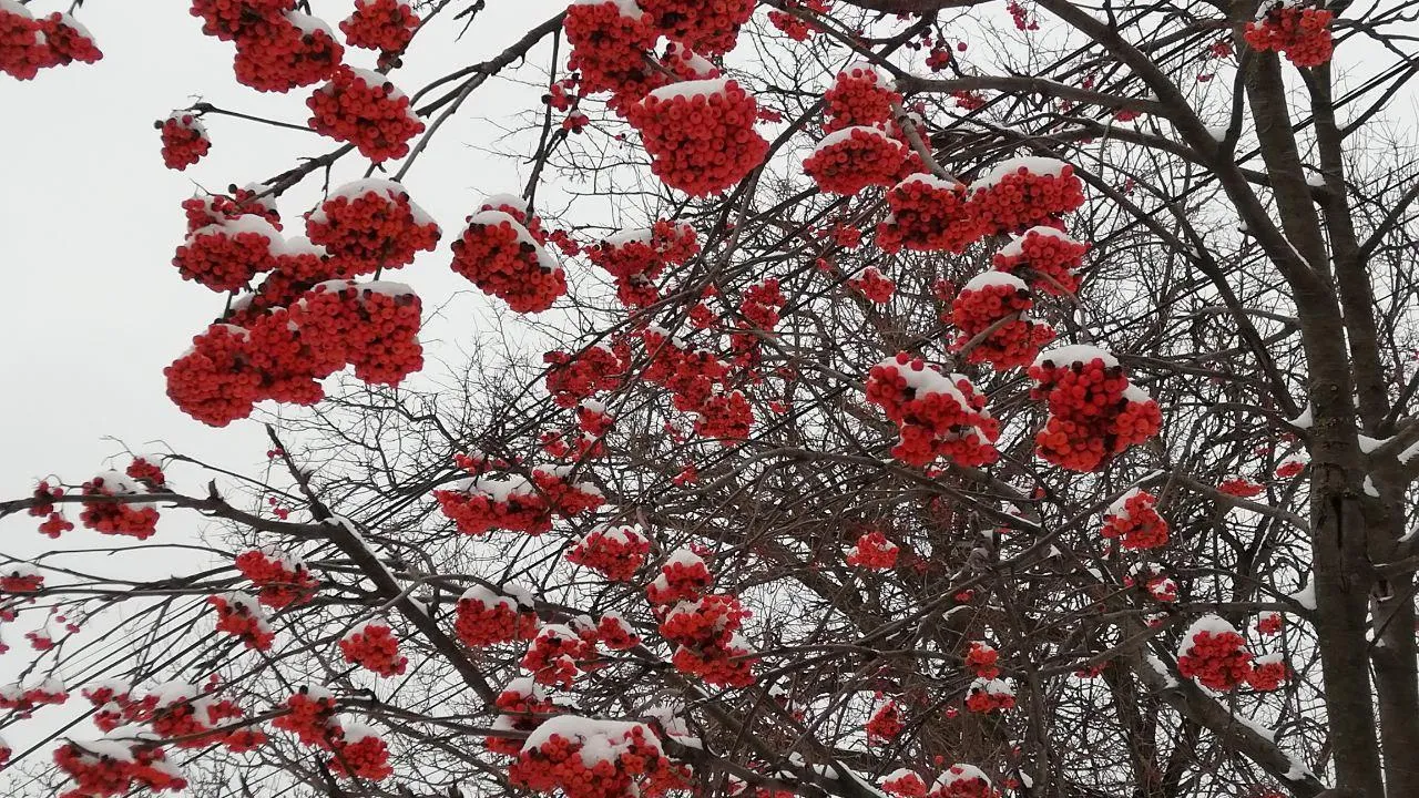 REGIONS/Николай Мулянский