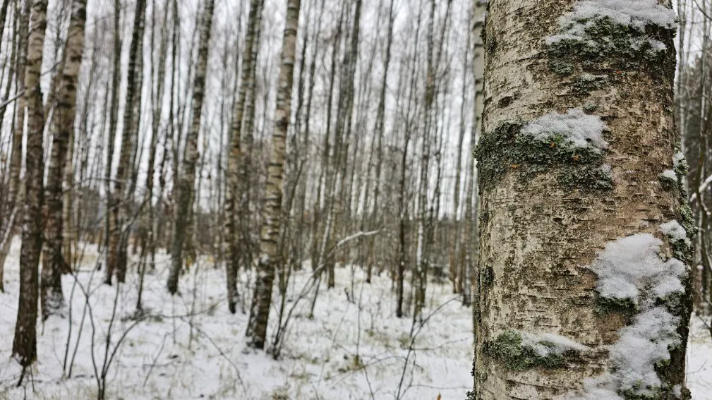 Фото: Ульянов А.И.