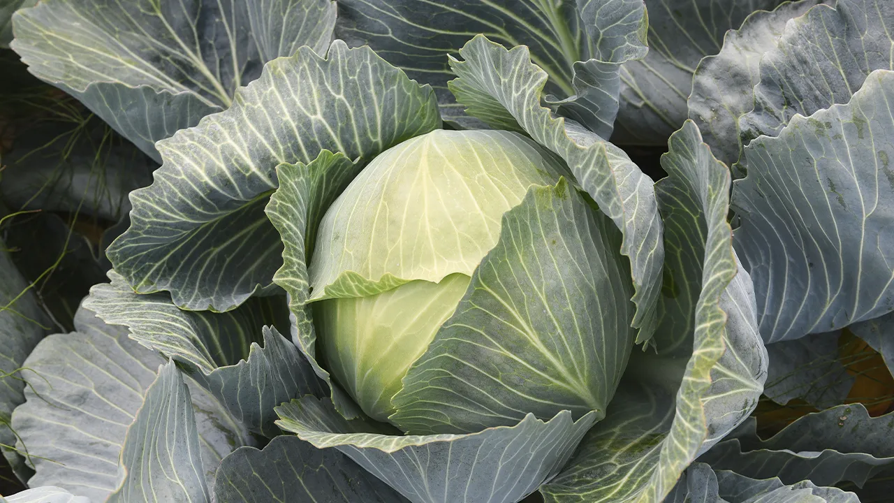 медиасток.рф