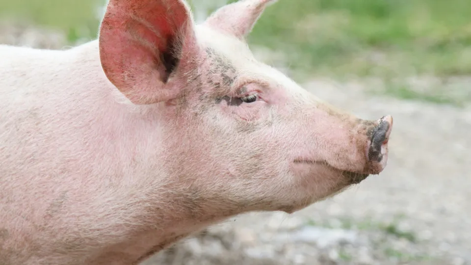 Фото: istockphoto.com/ands456