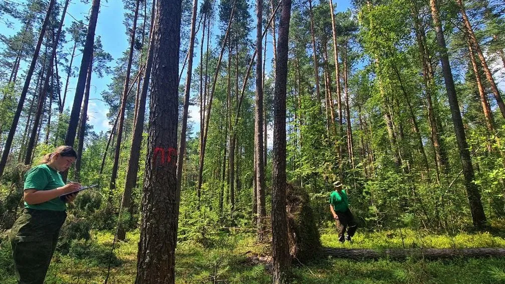 Фото: Комитет лесного хозяйства МО