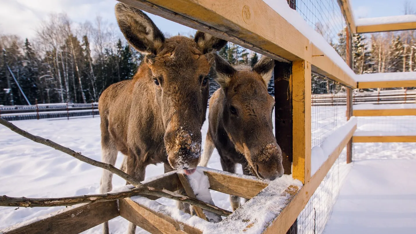 Фото: медиасток.рф