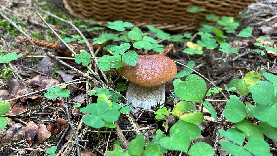 Фото: МедиаБанк Подмосковья/Вера Седова