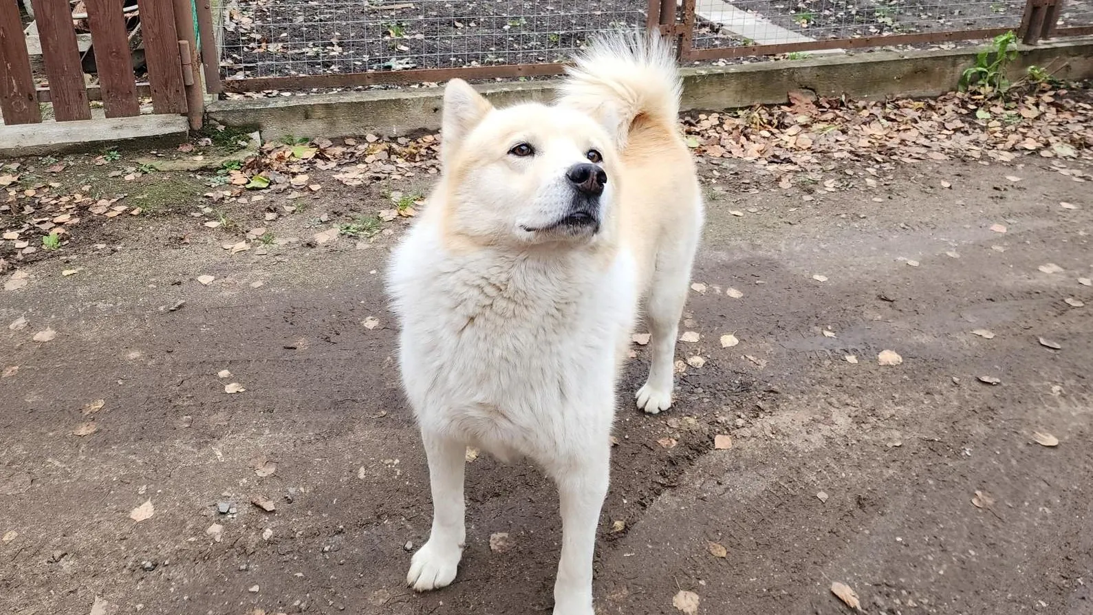 Хавива Фонина / Лайка