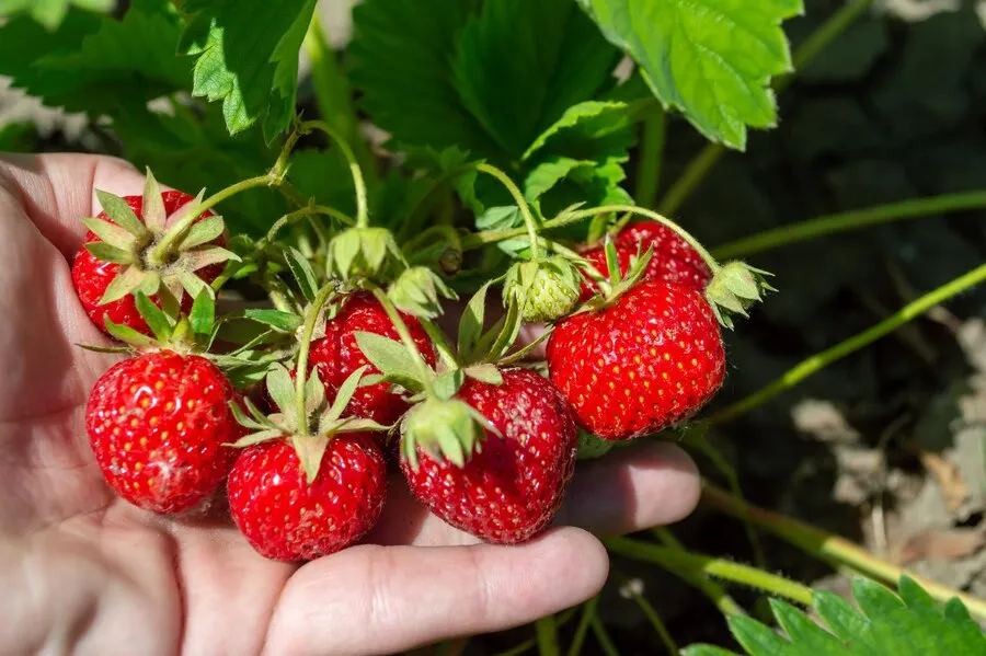 Фото: freepik.com