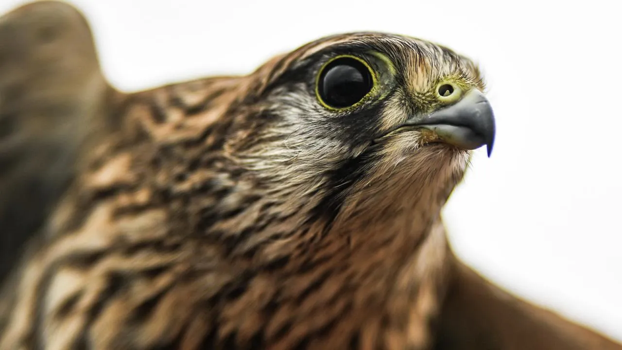 РИА Новости/Владимир Астапкович