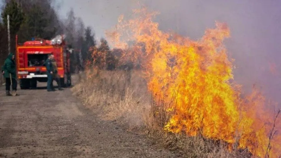 Фото: Комитет лесного хозяйства Московской области