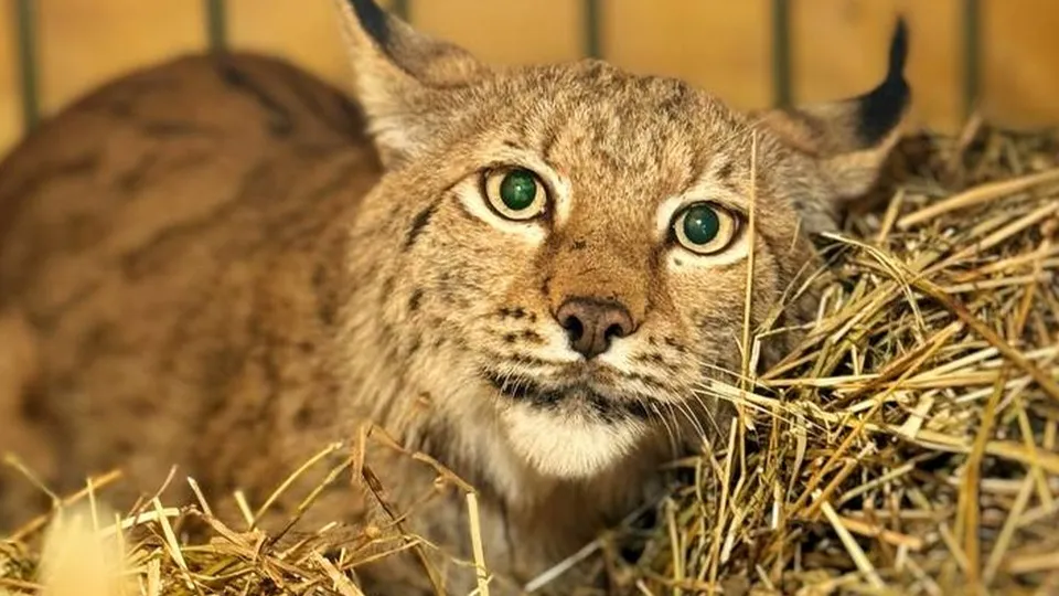 Фото: парк «Земля прайда»