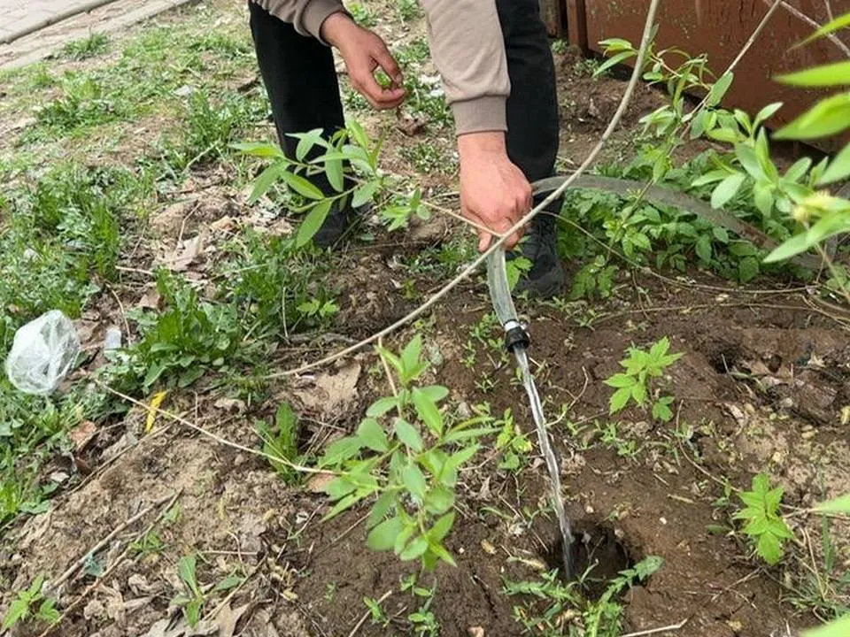 Фото: управление экологии городского округа Мытищи