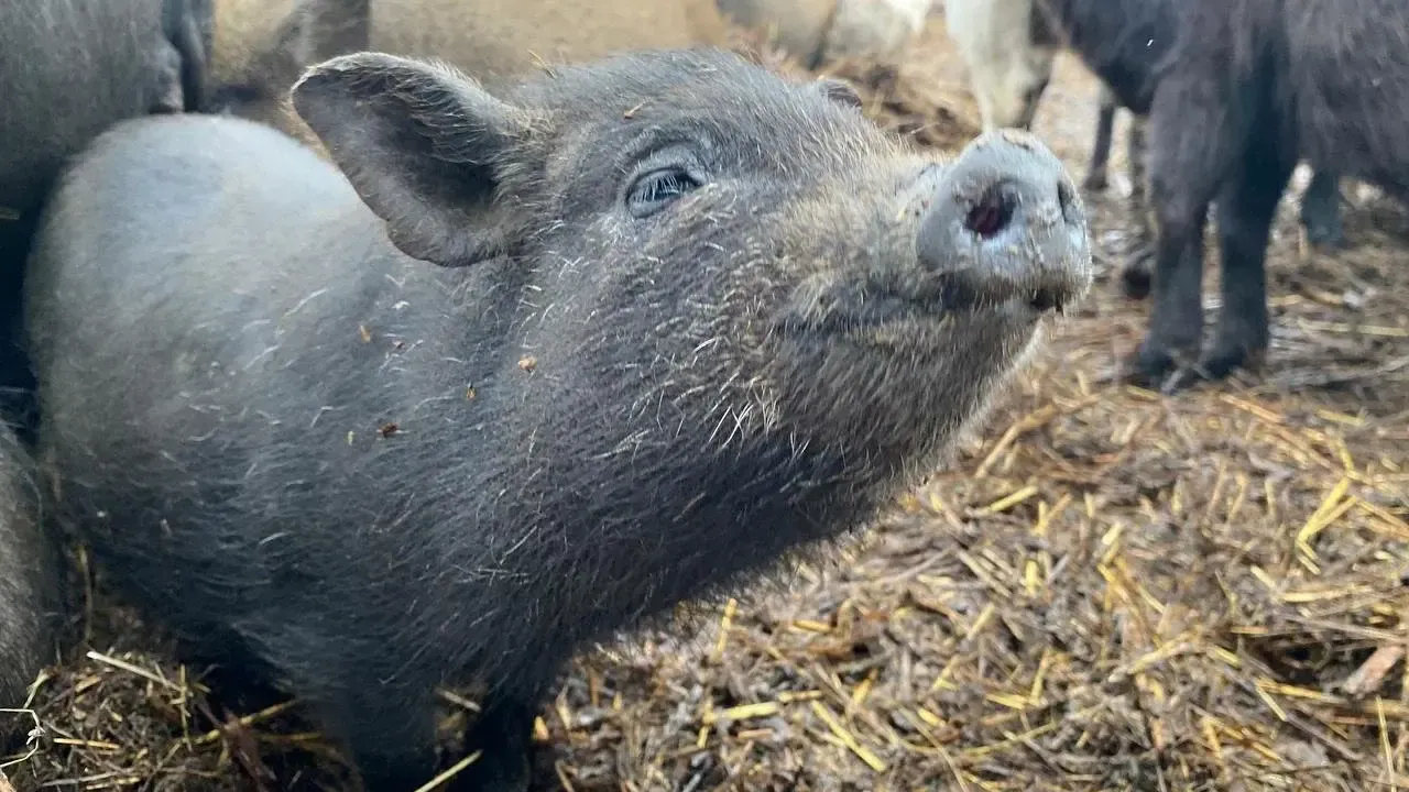 Фото: Министерство сельского хозяйства и продовольствия Московской области