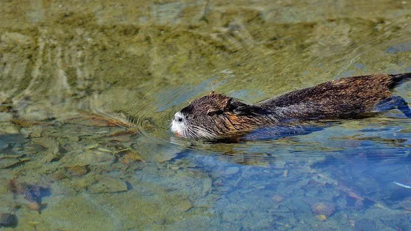 Жительница Королева пытается спасти домик водяной крысы