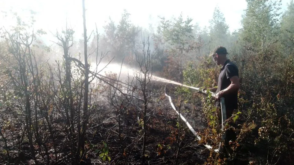 Фото: Комитет лесного хозяйства Московской области