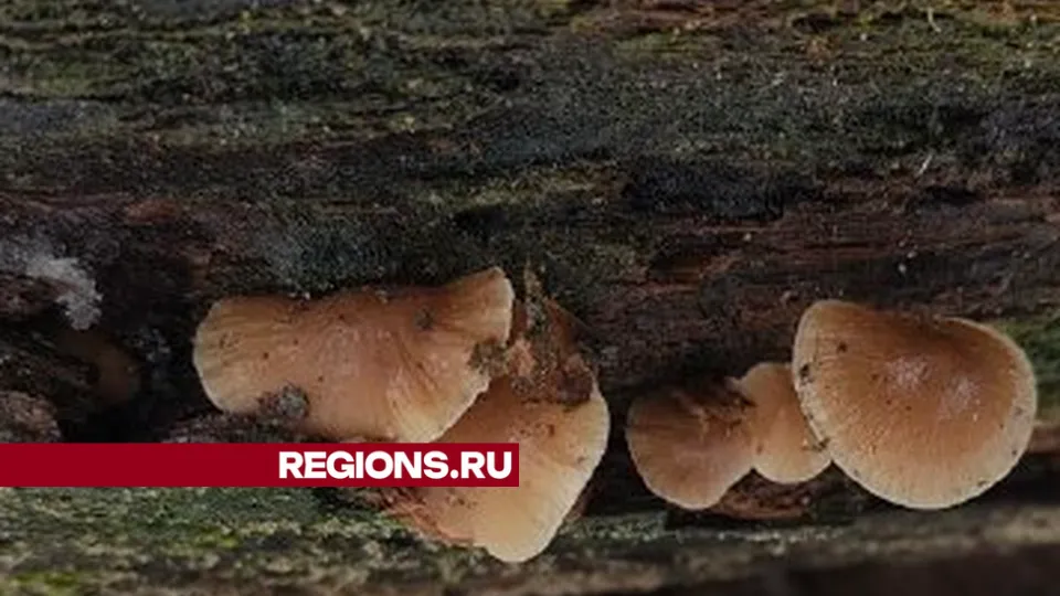 Фото: Иван Федулов