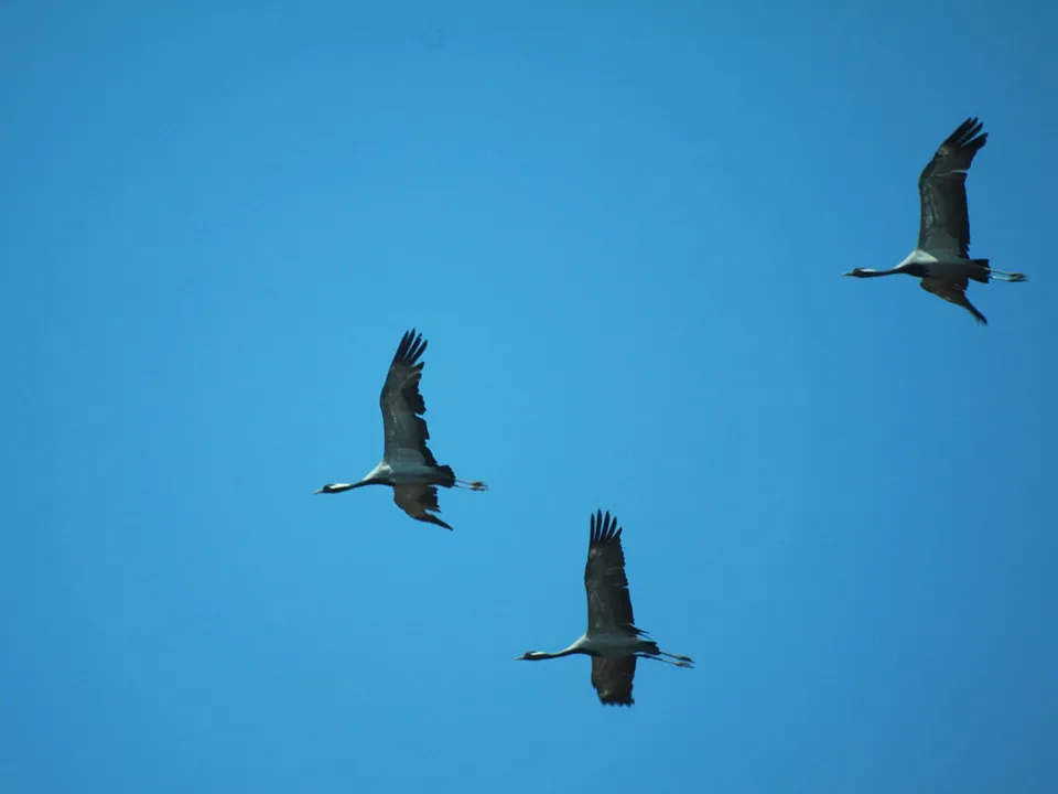 Фото: commons.wikimedia/Mihail Emets