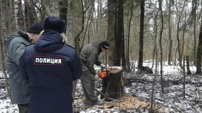 Вековую ель варварски спилили в Подмосковье